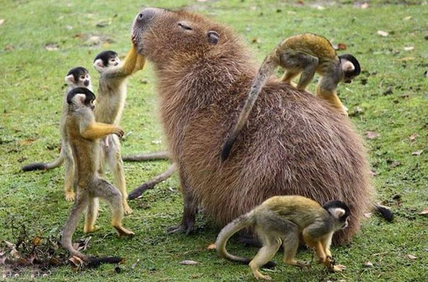 http://lavozdelmuro.net/wp-content/uploads/2016/04/los-capibaras-son-animales-extremadamente-sociables-4.jpg
