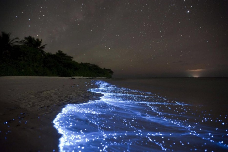 olas-bioluminiscentes