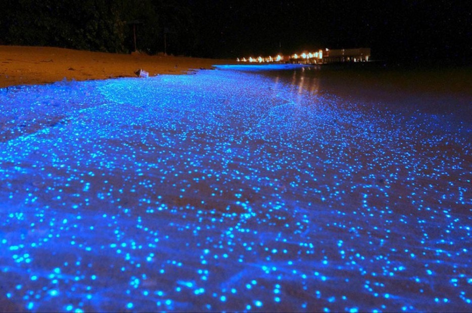 olas-bioluminiscentes-2