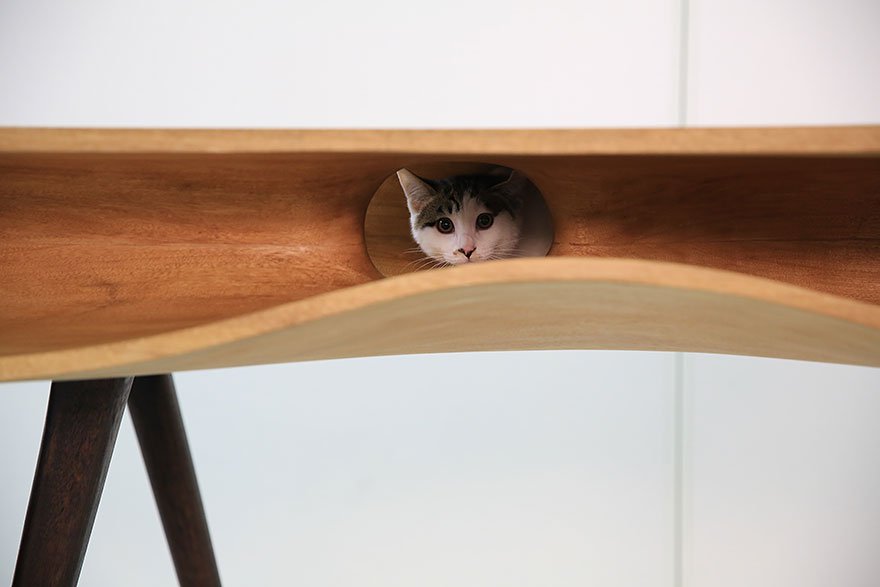 muebles gatos 5.1
