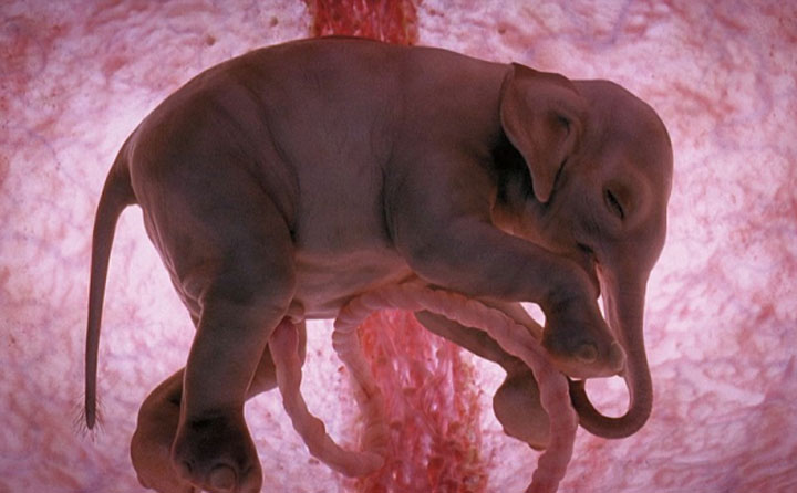 animales en utero1