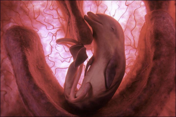 animales en utero4