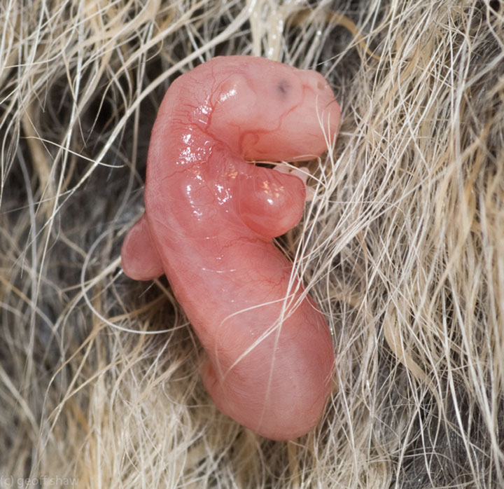 animales en utero5