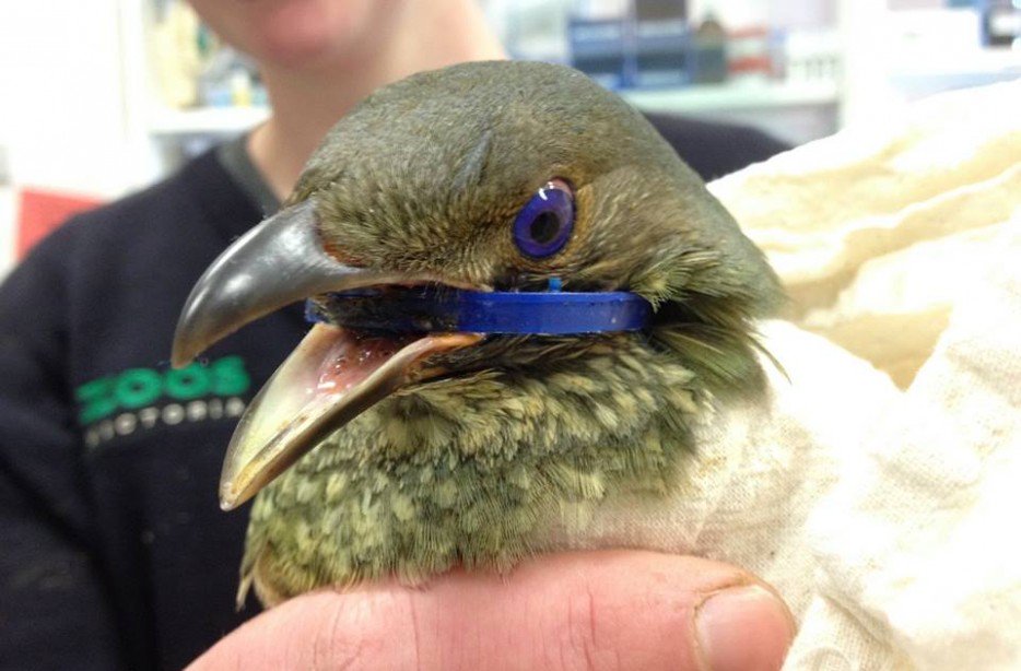  Bowerbird australiano salvaje con un anillo de botella encajado en boca.