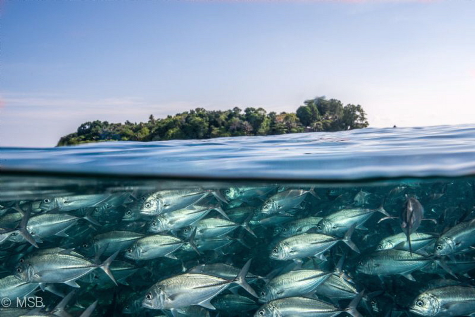 Залей рыбу водой. Прозрачное море. Рыбы под водой. Рыбы в прозрачной воде. Прозрачная вода в океане.