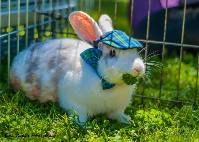 animales-sombreros-2