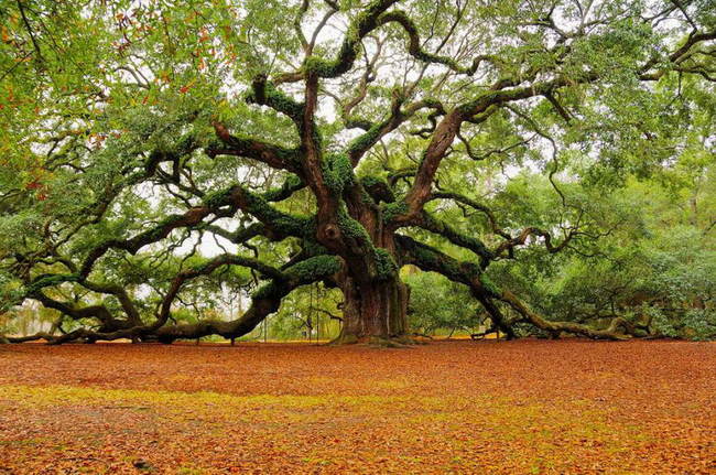 17 majestuosos árboles que hacen que la naturaleza nos fascine