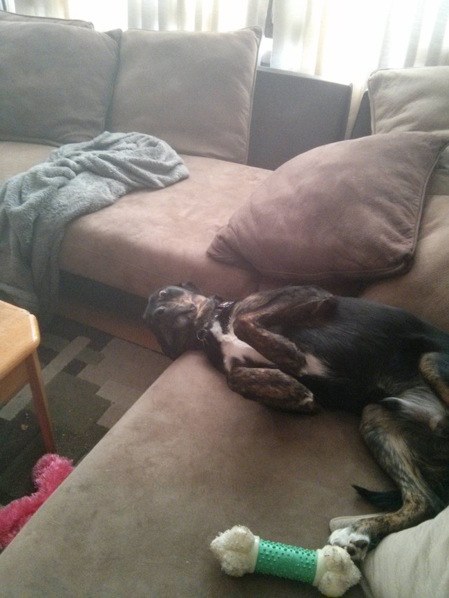 mascotas_pilladas_27