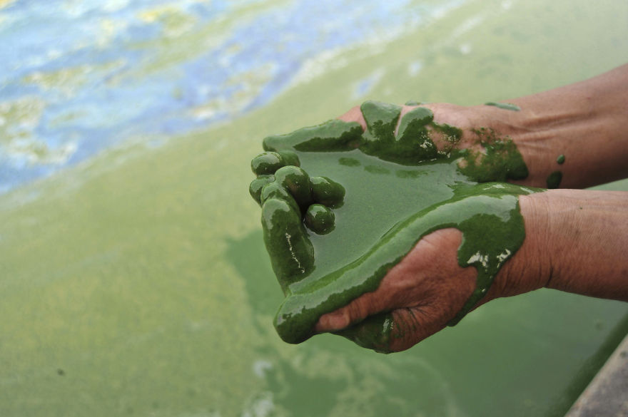 A fisherman fills his cupped palms with water from the algae-filled Chaohu Lake in Hefei