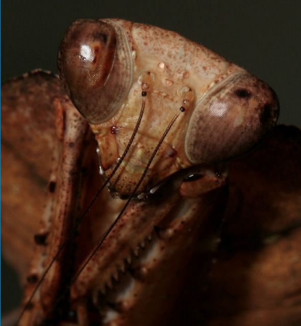 Detalle de la cabeza de una mantis hoja muerta hembra en la que pueden apreciarse los tres ocelos u ojos extra que posee entre las antenas. 