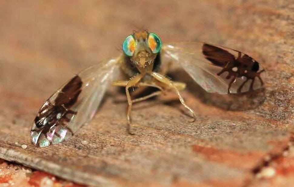 Goniurellia tridens una mosca que tiene dibujadas dos hormigas en sus alas