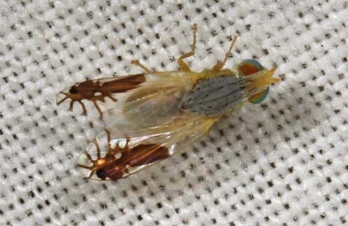 Goniurellia tridens una mosca que tiene dibujadas dos hormigas en sus alas 2