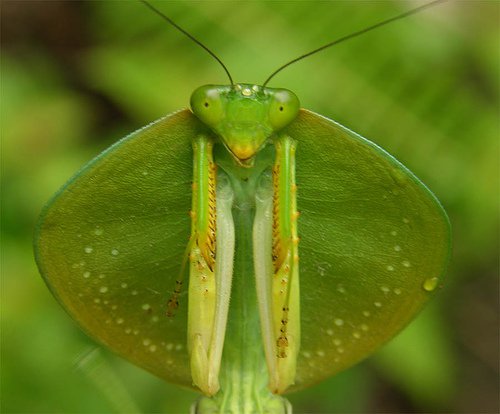 Hooded-praying-mantis-image