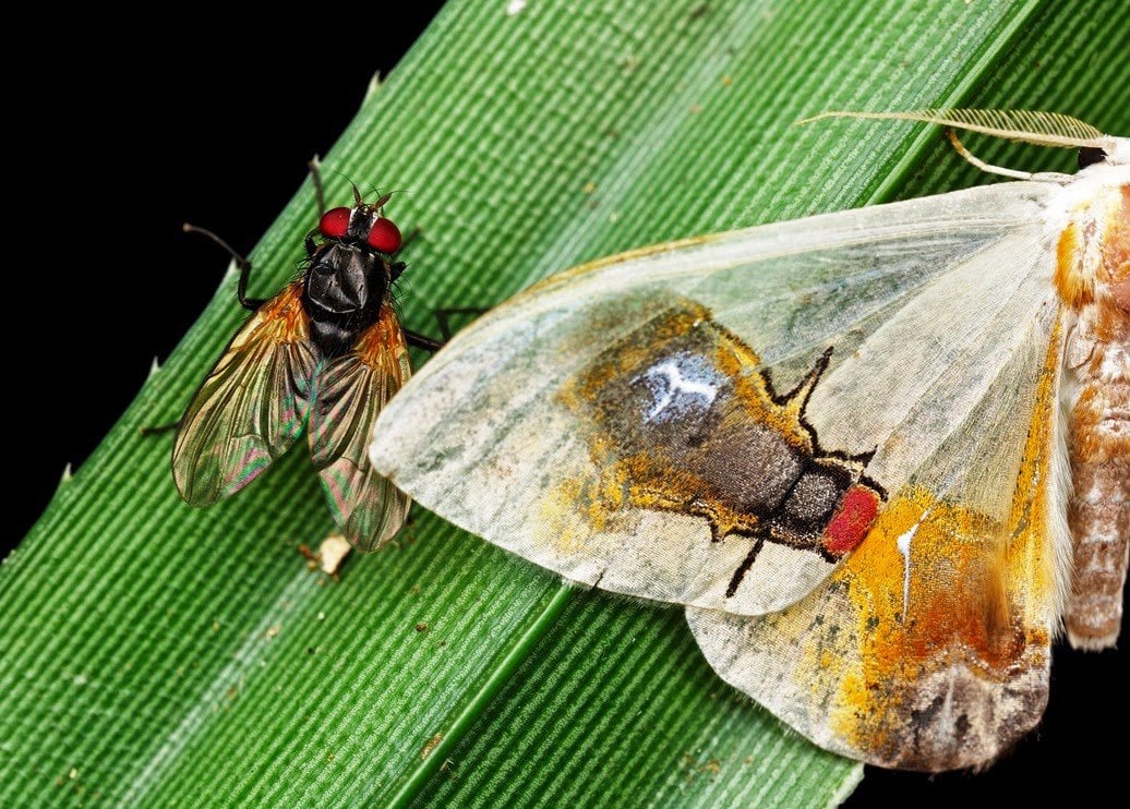 Deco insecto personaje mariposa mosca Goldfarb aluminio Home Living h.3cm+5 cm