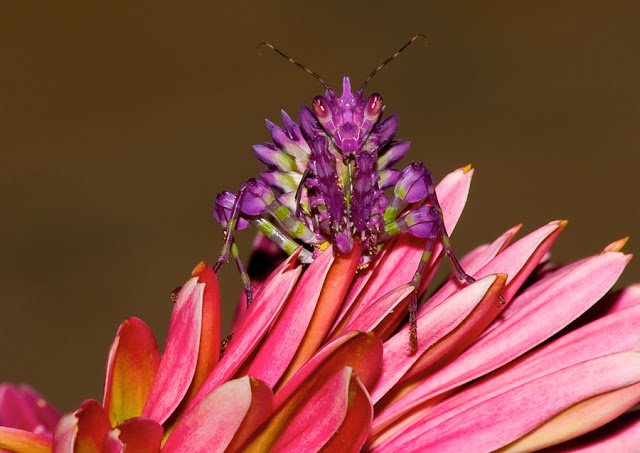 Pseudocreobotra wahlbergii Mantis rosa 2
