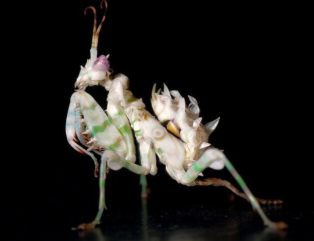 mantis flor espinosa 2