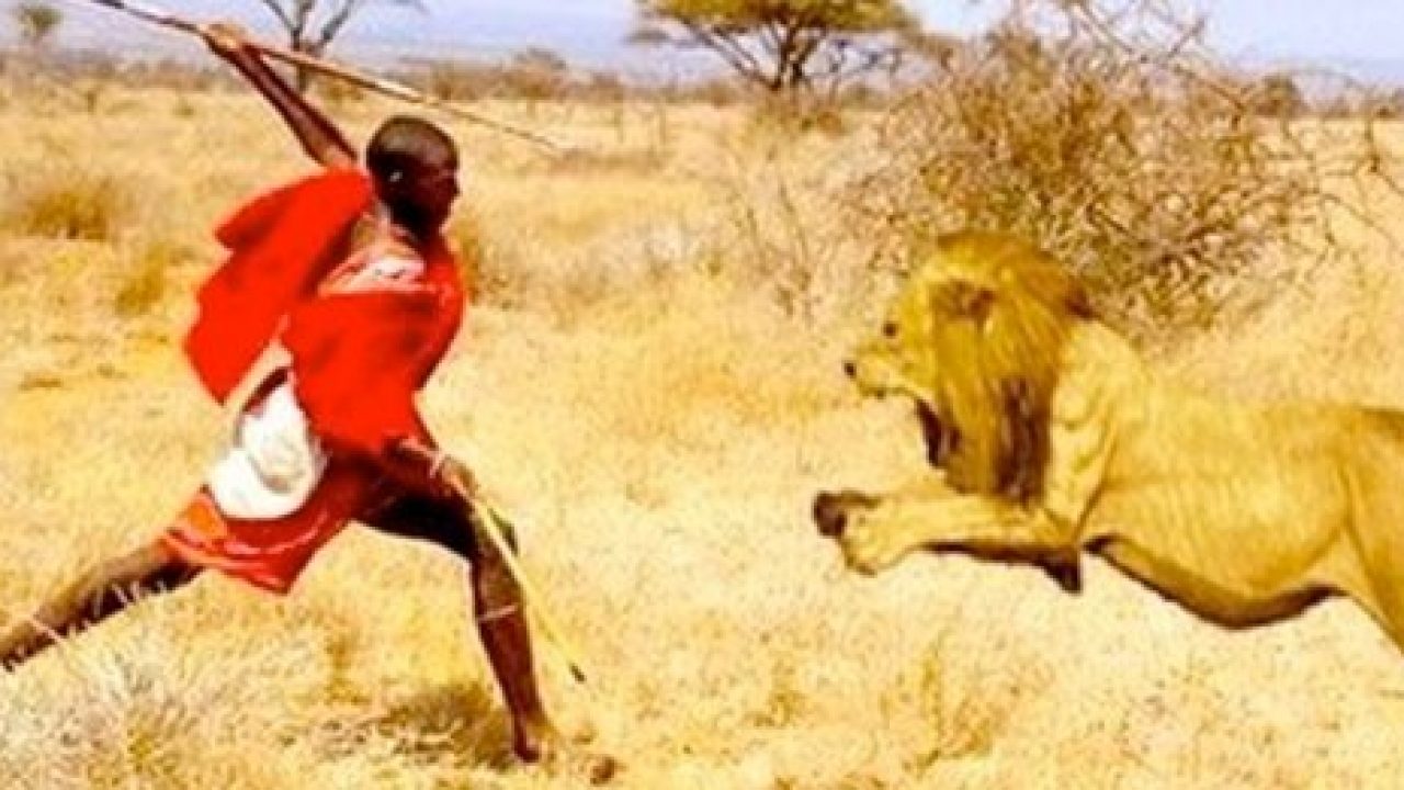 Así se juegan la vida algunos hombres masai robando la comida a los leones