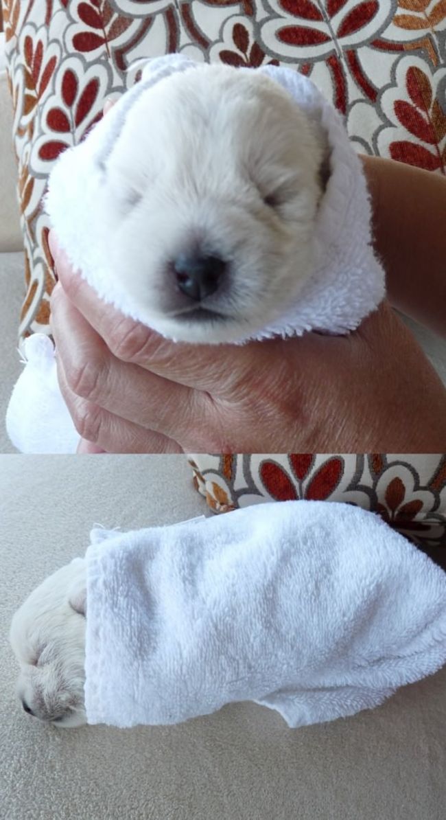 animales_burritos_24