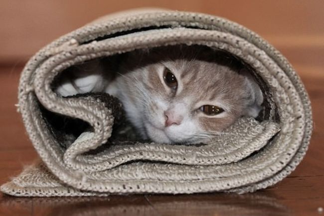 animales_burritos_26