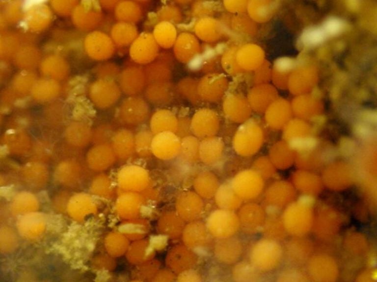 28 especies y elementos de la naturaleza que te parecerán completamente fascinantes