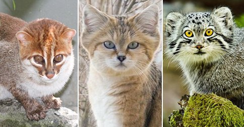 26 magníficos felinos que quizás no conocías y están desapareciendo de la vida salvaje