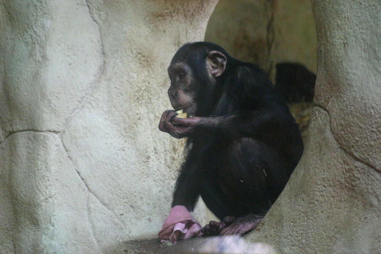 maltrato chimpance 3