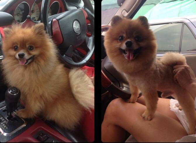 Adorables cambios radicales de perros antes y después de