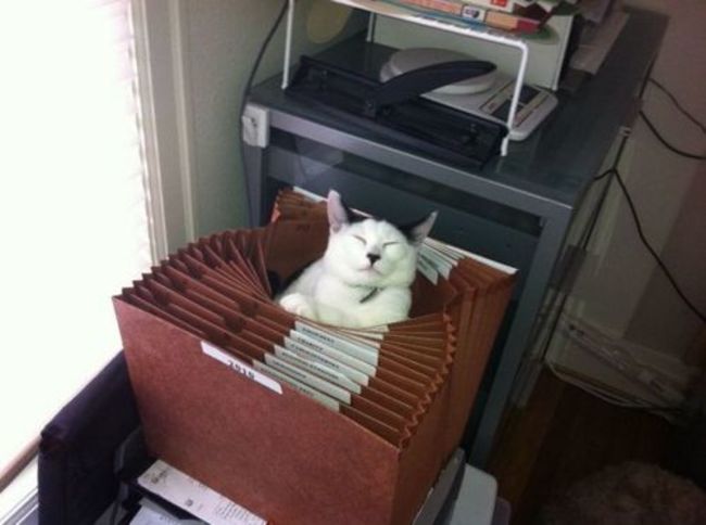 cat smugly settled in an accordion file in a filing cabinet