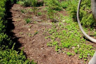 ¿No quieres usar herbicidas en tu jardín? Mira lo que ocurre después de