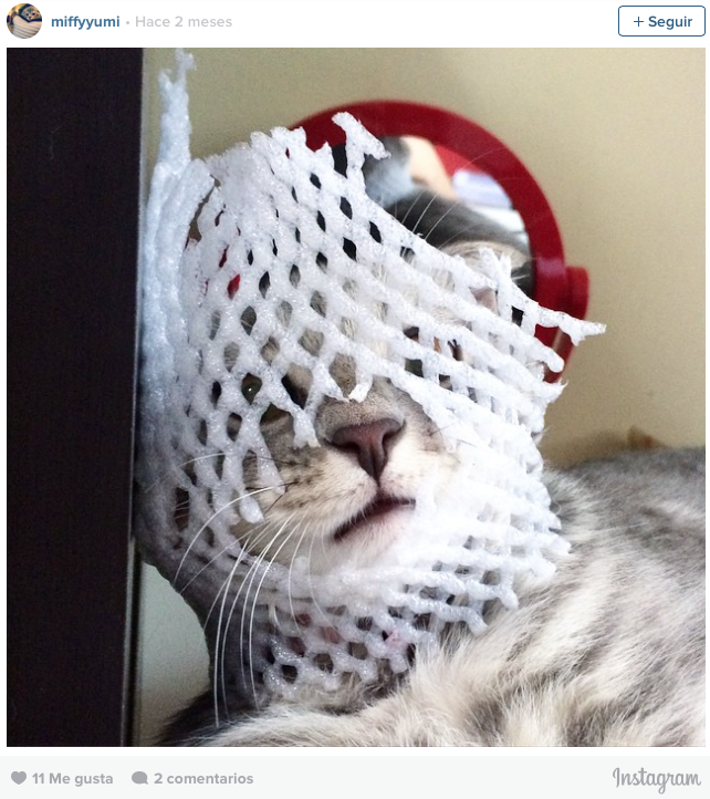 gatos en problemas 10