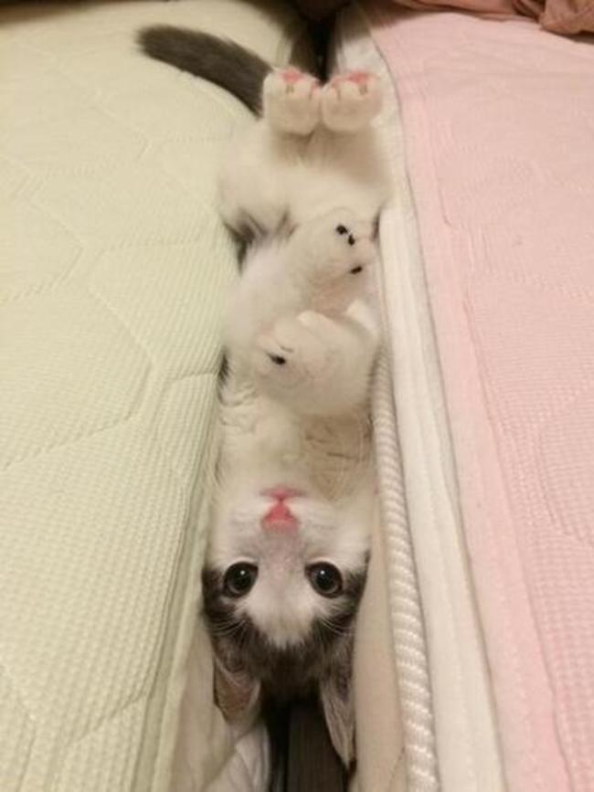 gatos en problemas 6