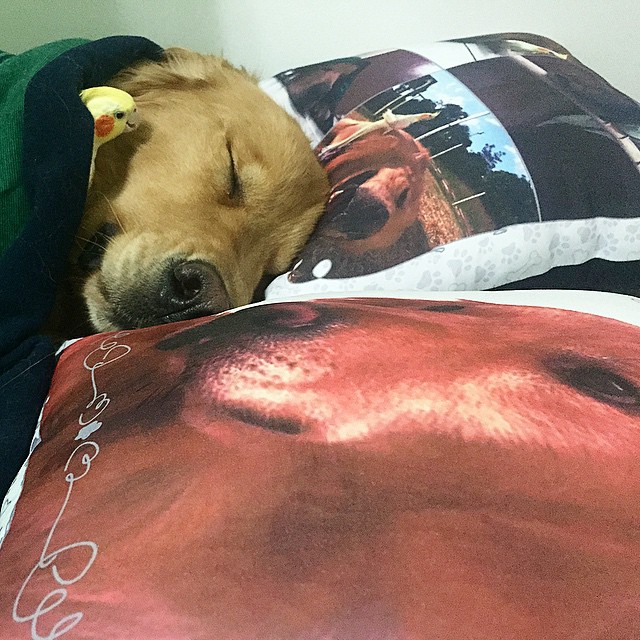 perro_pajaros_hamster_8