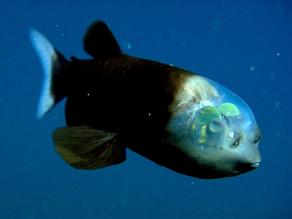 pez-transparente