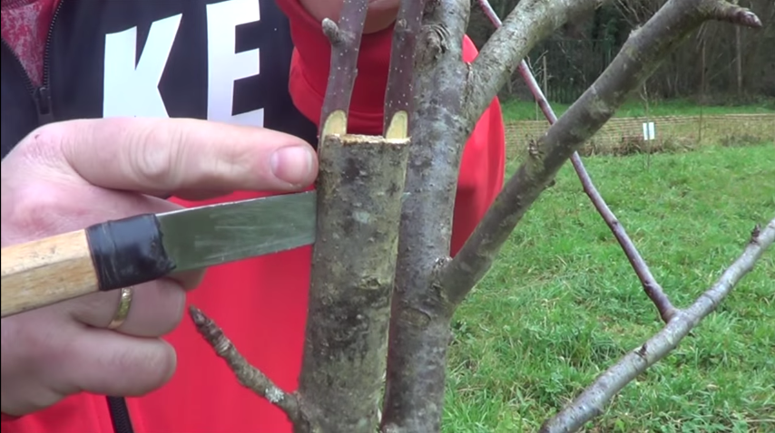 Cómo hacer injertos en árboles frutales con éxito