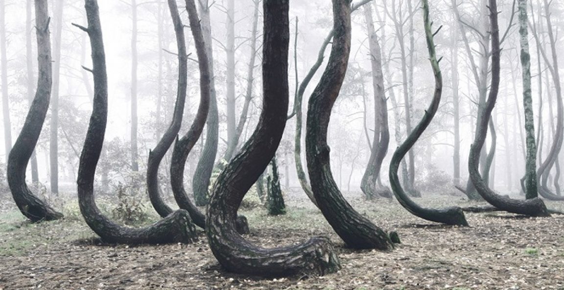 El bosque torcido un misterioso lugar de Polonia donde los árboles