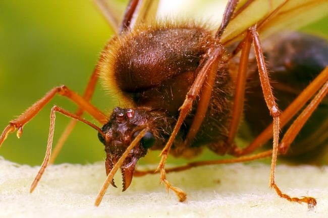 hormigas culonas