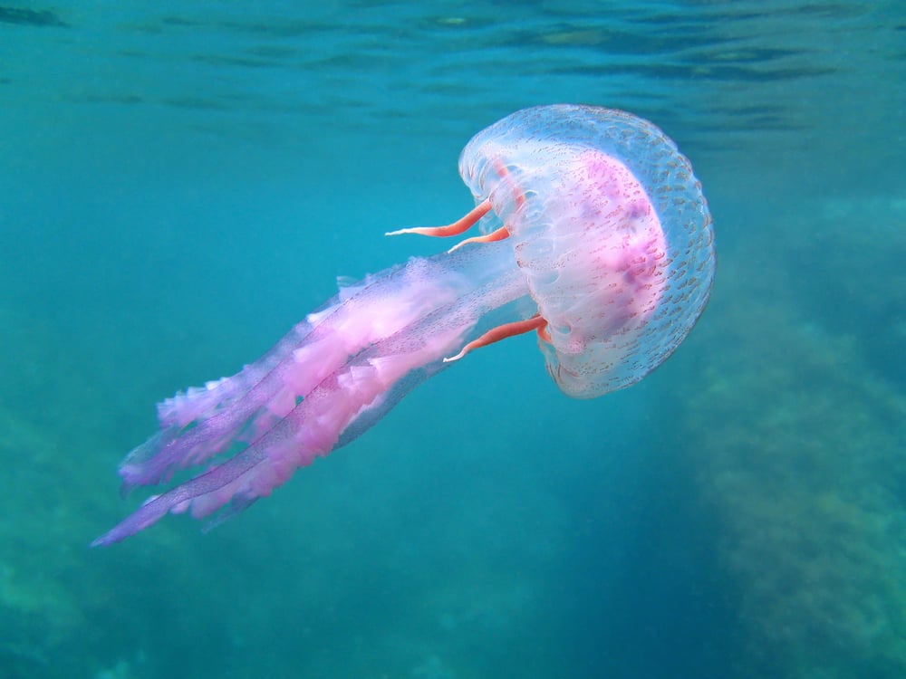 medusa rebozada