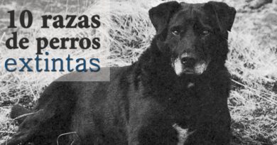 Razas de perro