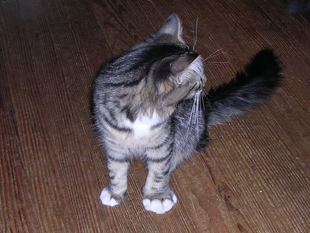 gatos que fueron picados por una avispa 11