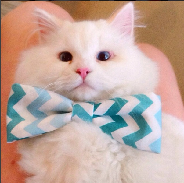 silas el gato abandonado que resulto ser precioso 14