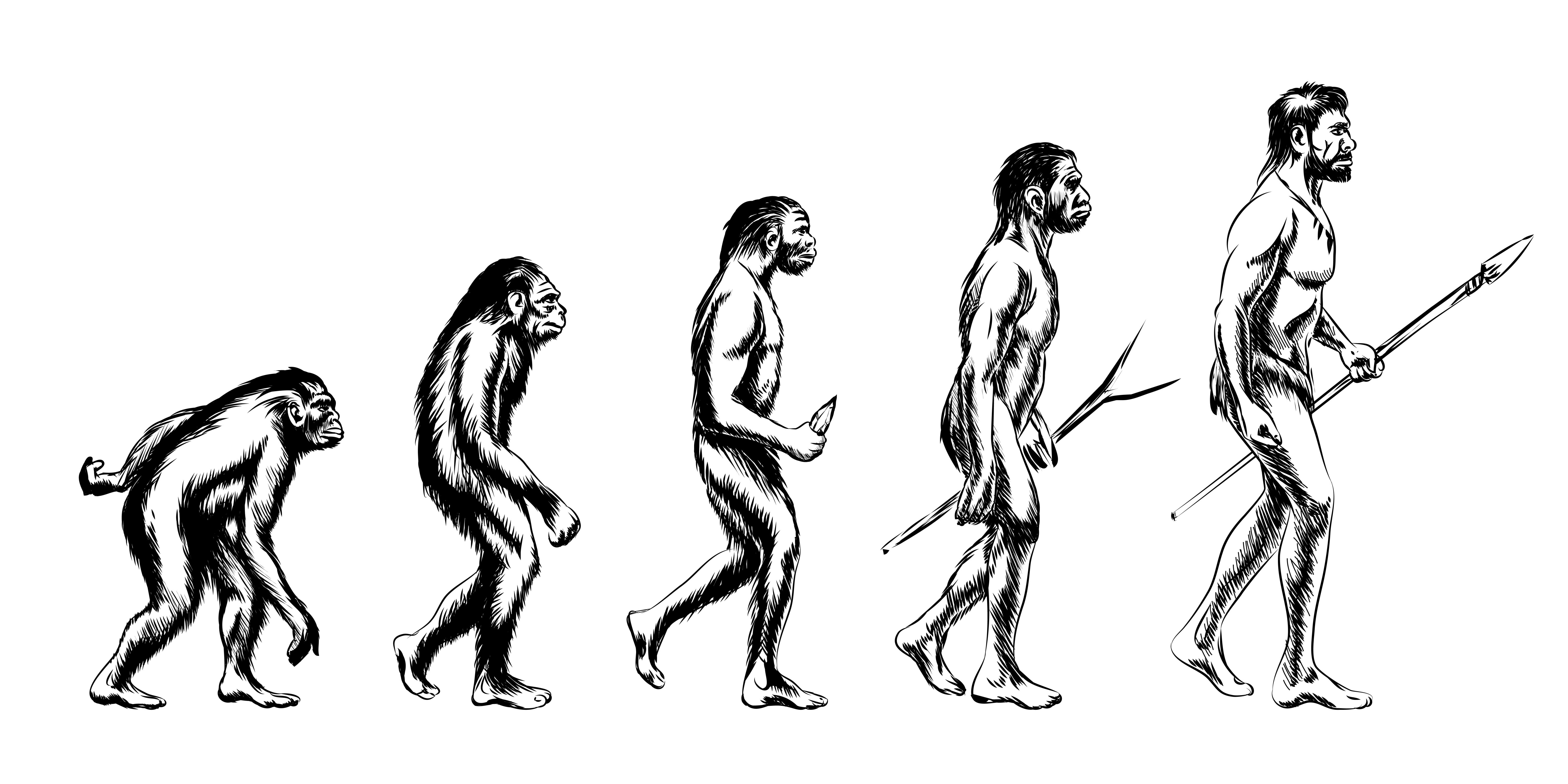 Процесс превращения человека в обезьяну. Эволюция человека хомосапиенс. Эволюция человека неандерталец. Хомо сапиенс австралопитек Эволюция. Австралопитек питекантроп неандерталец кроманьонец.