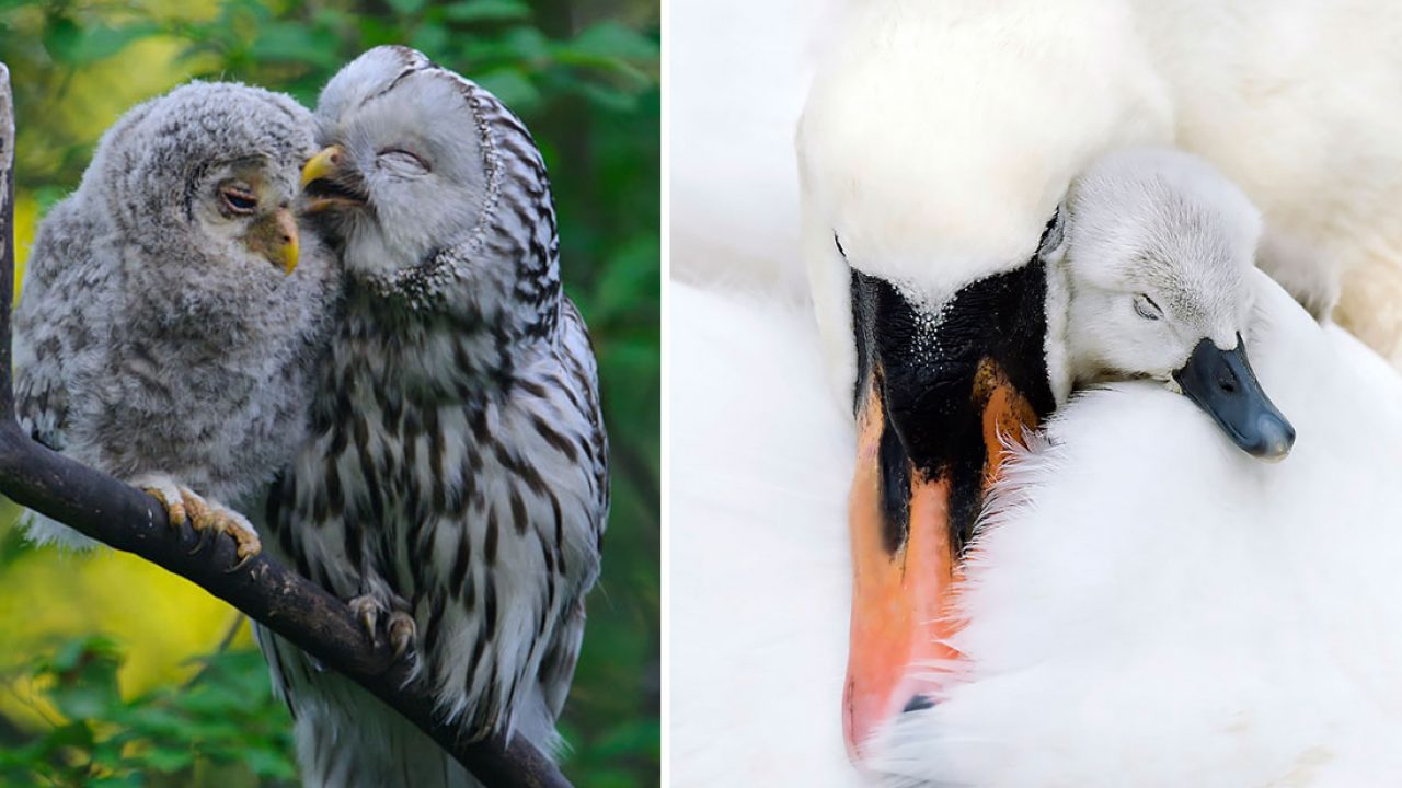 26 Adorables Fotografias De Aves Cuidando De Sus Polluelos