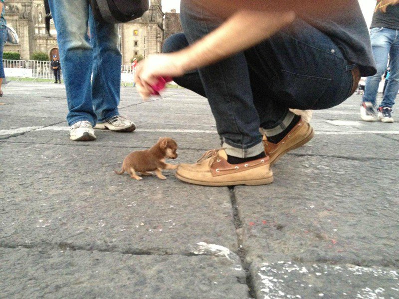 Los Ataques Mas Salvajes Y Adorables De Animales A Seres Humanos