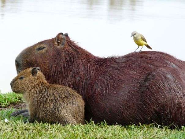 Los capibaras. El animal salvaje que hace amigos allá por donde va