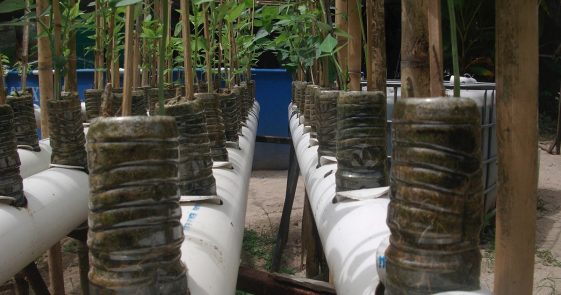 Cómo producir 190 Kg de alimentos por poco dinero en el patio trasero