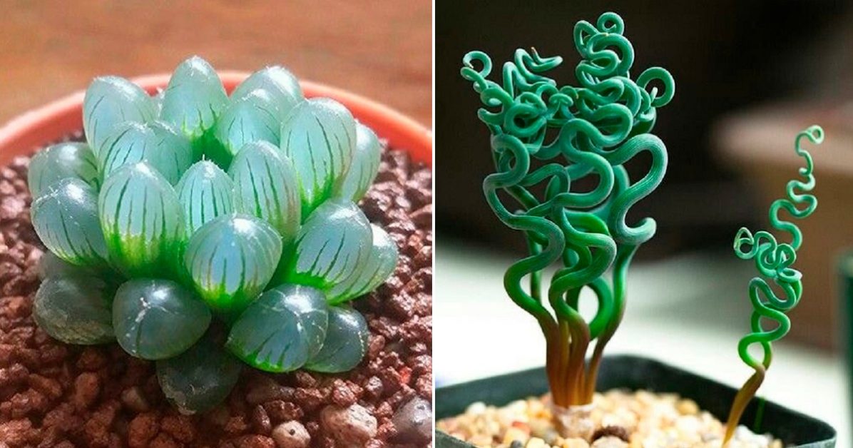 12 extrañas y hermosas plantas de interior que probablemente no conocías
