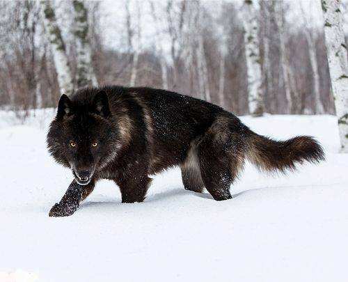 alpha black wolf hybrid