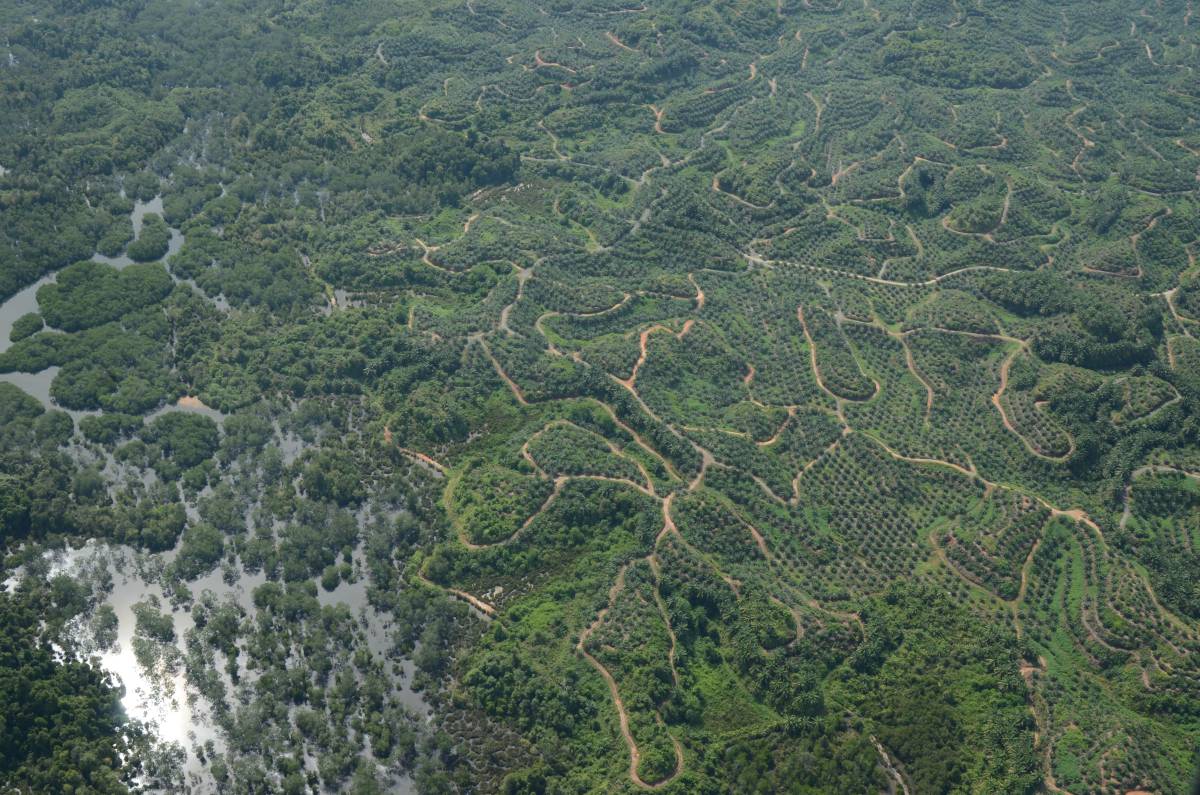 Greenpeace desforestación de Indonesia