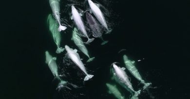 amistad entre especies