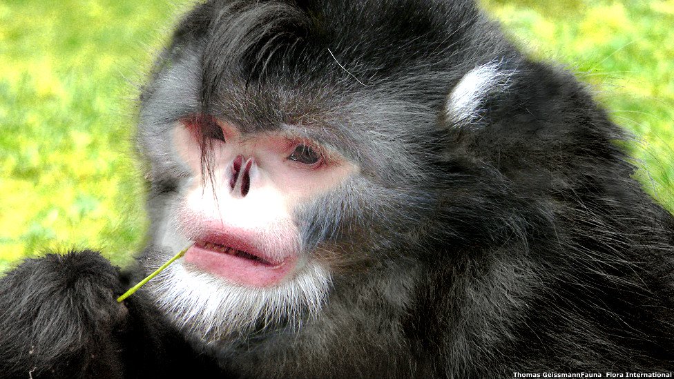 Mono estornudos